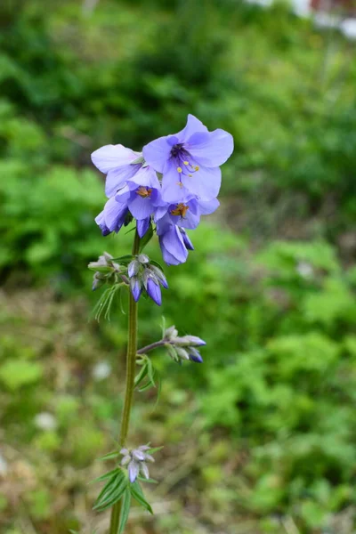 Κοντινό Πλάνο Των Μπλε Λουλουδιών Ενός Φυτού Polemonium Γνωστού Και — Φωτογραφία Αρχείου