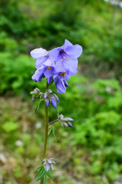 Close Blue Flowers Polemonium Plant Also Known Jacob Ladder Greek — Stock Photo, Image