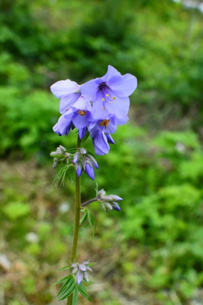 Close Blue Flowers Polemonium Plant Also Known Jacob Ladder Greek — Fotografia de Stock