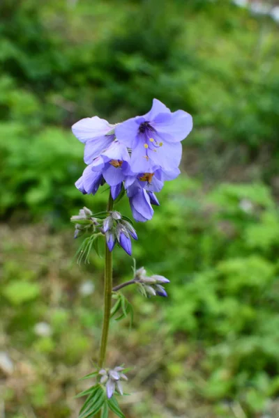 Close Blue Flowers Polemonium Plant Also Known Jacob Ladder Greek — Stock Photo, Image