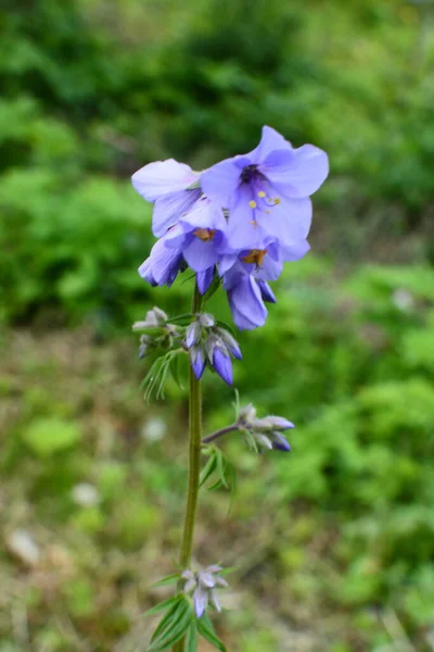 Close Blue Flowers Polemonium Plant Also Known Jacob Ladder Greek — Stock Photo, Image