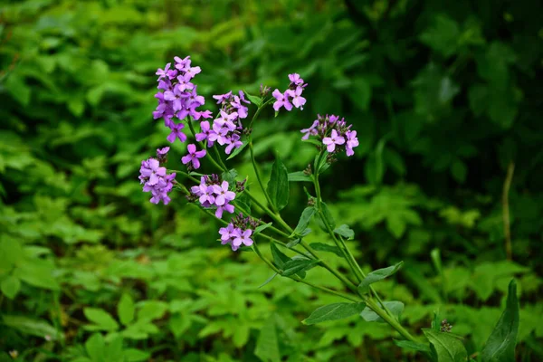 Fiori Rosa Della Pianta Hesperis Matronalis Rucola Dame Dai Nomi — Foto Stock