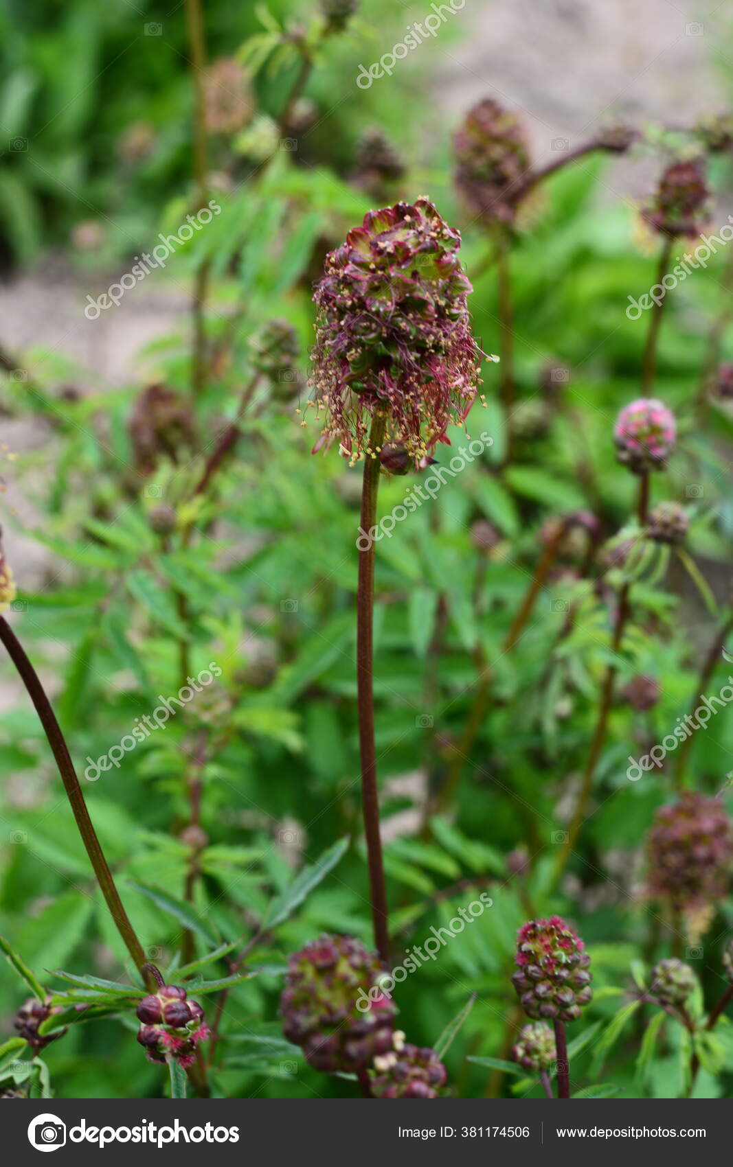 Salad Burnet Plants For Sale, Songuisorba Minor