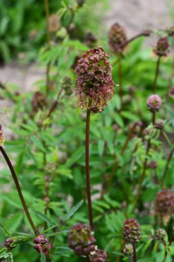 Sanguisorba minör bitkisinin taze yaprakları ve çiçekleri. Salata burnet (Sanguisorba minor) inflorescence.
