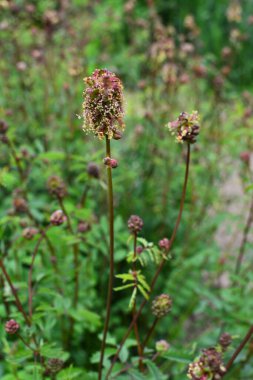 Sanguisorba minör bitkisinin taze yaprakları ve çiçekleri. Salata burnet (Sanguisorba minor) inflorescence.