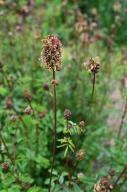 Sanguisorba minör bitkisinin taze yaprakları ve çiçekleri. Salata burnet (Sanguisorba minor) inflorescence.