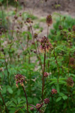 Sanguisorba minör bitkisinin taze yaprakları ve çiçekleri. Salata burnet (Sanguisorba minor) inflorescence.