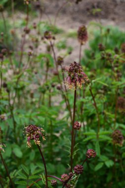 Sanguisorba minör bitkisinin taze yaprakları ve çiçekleri. Salata burnet (Sanguisorba minor) inflorescence.