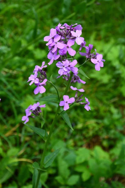 Flores Rosadas Planta Hesperis Matronalis Nombres Comunes Cohete Dama Hierba — Foto de Stock