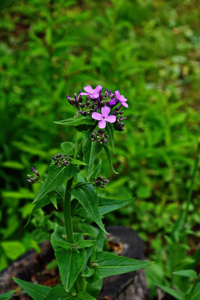 Розовые Цветы Растения Hesperis Matronalis Обычные Названия Дамской Ракеты Дамского — стоковое фото