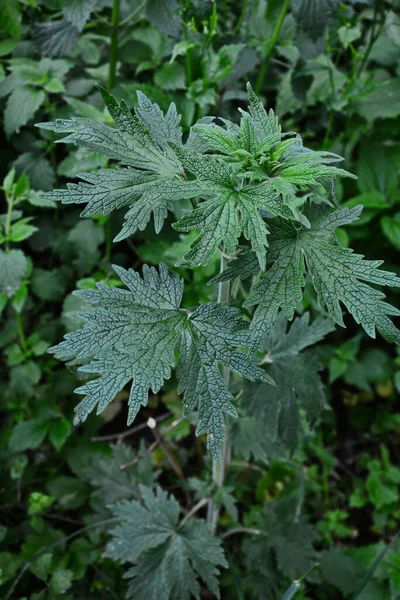 Herb Garden Kardiotonik Ilaç Olarak Kullanılan Otçul Otlar Leonurus Kardiyak — Stok fotoğraf