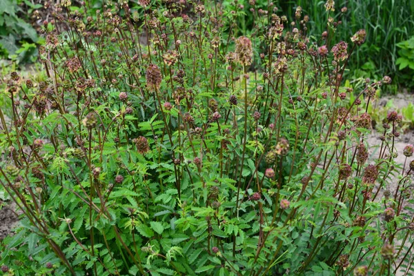 Frische Blätter Und Blüten Von Sanguisorba Minor Salatbeere Sanguisorba Minor — Stockfoto