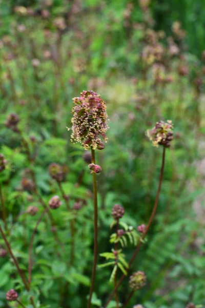 Sanguisorba minör bitkisinin taze yaprakları ve çiçekleri. Salata burnet (Sanguisorba minor) inflorescence.