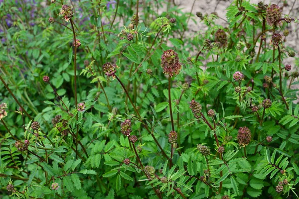 Sanguisorba minör bitkisinin taze yaprakları ve çiçekleri. Salata burnet (Sanguisorba minor) inflorescence.
