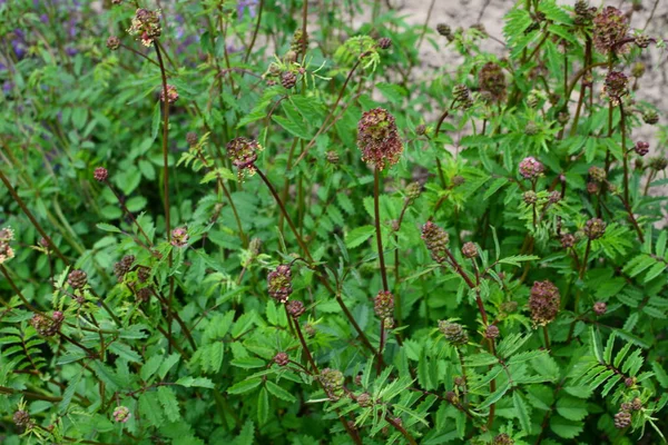 Frische Blätter Und Blüten Von Sanguisorba Minor Salatbeere Sanguisorba Minor — Stockfoto