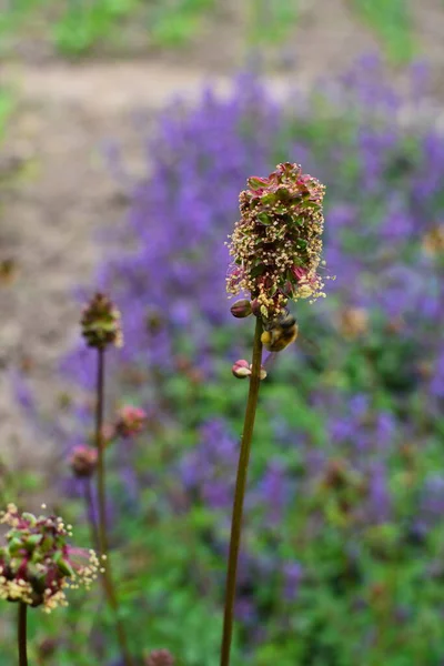 Foglie Fresche Fiori Sanguisorba Pianta Minore Infiorescenza Burnet Insalata Sanguisorba — Foto Stock