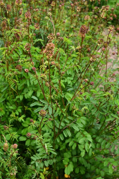 Folhas Frescas Flores Sanguisorba Planta Menor Influência Salada Sanguisorba Minor — Fotografia de Stock