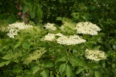 Mürver çiçeği. Yaşlı, bahçedeki yeşil tilki, çalılıktaki beyaz çiçekler, çiçek açan yaşlı. Baharda Kara Elder 'ın çiçek tomurcukları ve çiçekleri