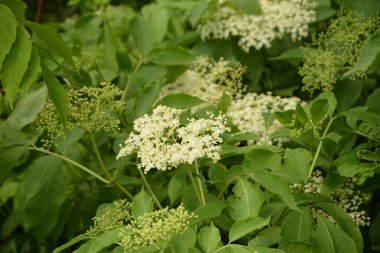 Mürver çiçeği. Yaşlı, bahçedeki yeşil tilki, çalılıktaki beyaz çiçekler, çiçek açan yaşlı. Baharda Kara Elder 'ın çiçek tomurcukları ve çiçekleri