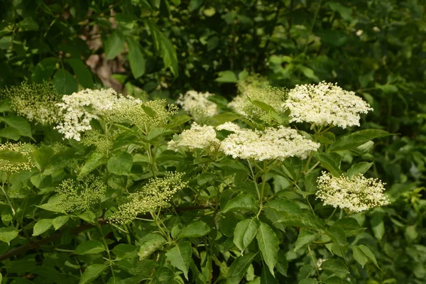 接骨木花 接骨木 花园里的绿狐狸 丛林中的白花 盛开的老人 春天的黑接骨木花蕾和花朵 — 图库照片