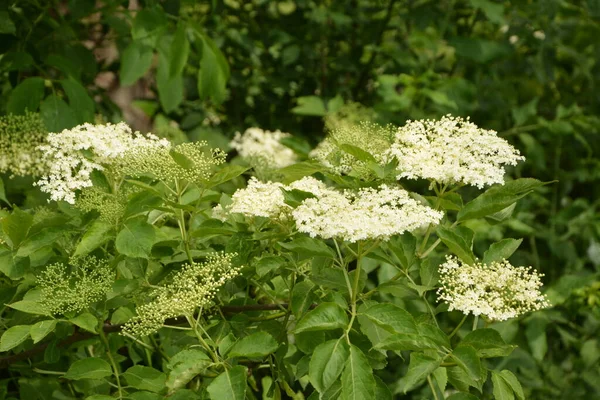 Holunderblüten Holunder Grünfuchs Garten Weiße Blüten Strauch Blühender Holunder Blütenknospen — Stockfoto