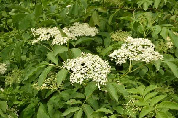 Fleur Sureau Aîné Renard Vert Dans Jardin Fleurs Blanches Sur — Photo