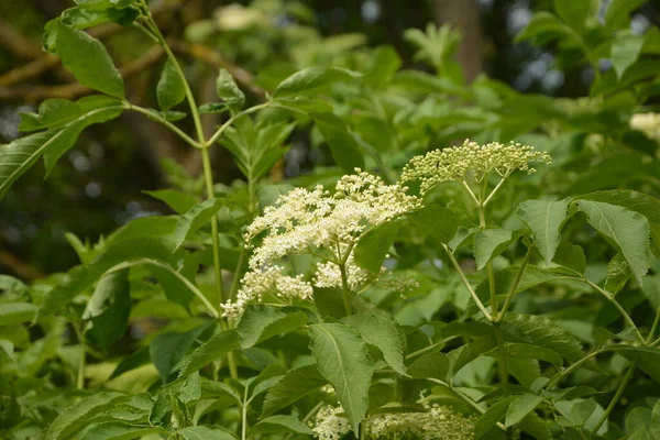 エルダーベリーの花 庭の長老 緑のキツネ ブッシュの白い花 開花長老 春に黒長老の花芽と花 — ストック写真