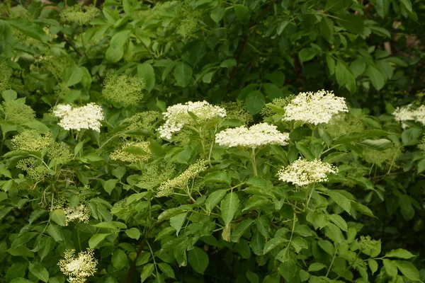 エルダーベリーの花 庭の長老 緑のキツネ ブッシュの白い花 開花長老 春に黒長老の花芽と花 — ストック写真