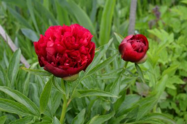 Bahçede pembe şakayıklar. Çiçekli pembe şakayık. Güzel pembe Peonie çiçeğine yakın çekim.
