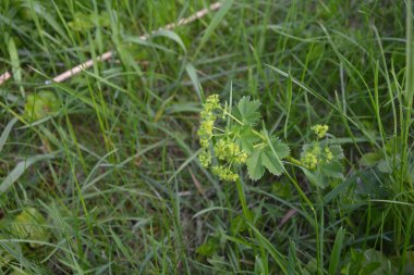 Alchemilla vulgaris, bayanın mantosu, bitkisel bitki. Küçük sarı-yeşil çiçekler. Yeşil arka plan. Dalgalı bir kenarı olan yapraklar çiğ taneleriyle kaplıdır..