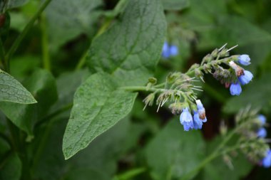 Symphytum caucasicum, Kafkas Comfrey (