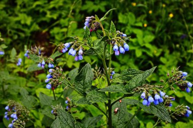 Symphytum caucasicum, Kafkas Comfrey (
