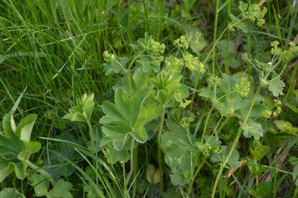 Alchemilla Vulgaris Női Köpeny Lágyszárú Évelő Növény Kis Sárga Zöld — Stock Fotó