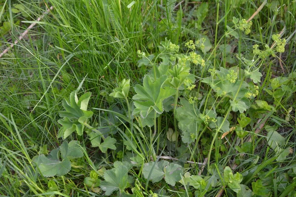 Alchymila Vulgaris Dámský Plášť Bylinná Trvalka Malé Žlutozelené Květy Zelené — Stock fotografie