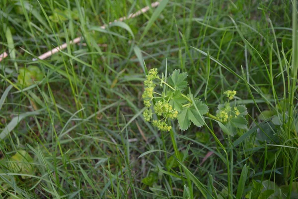 Alchemilla Vulgaris Frauenmantel Krautige Staude Kleine Gelb Grüne Blüten Grüner — Stockfoto