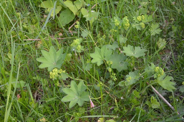 Alchemilla Vulgaris Lady Mantle Herbaceous Perennial Plant Small Yellow Green — Stock Photo, Image