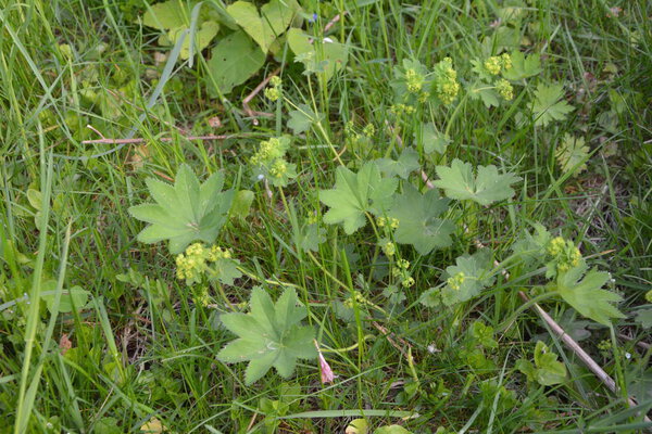 Alchemilla vulgaris, lady's mantle, herbaceous perennial plant. Small yellow-green flowers. Green background. Leaves with a wavy edge covered with droplets of dew.