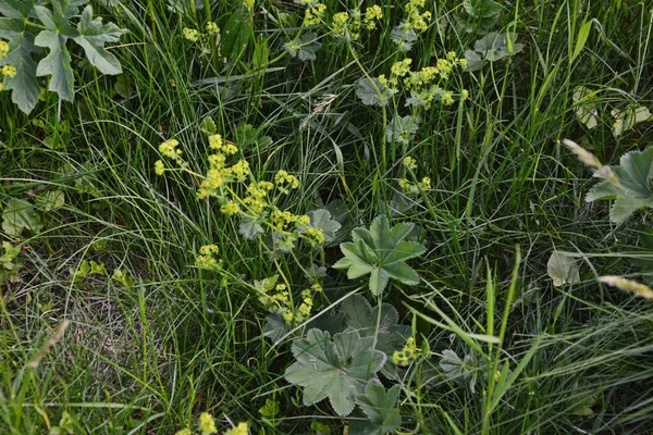 Alchemilla Vulgaris Lady Mantle Herbaceous Perennial Plant Small Yellow Green — Stock Photo, Image