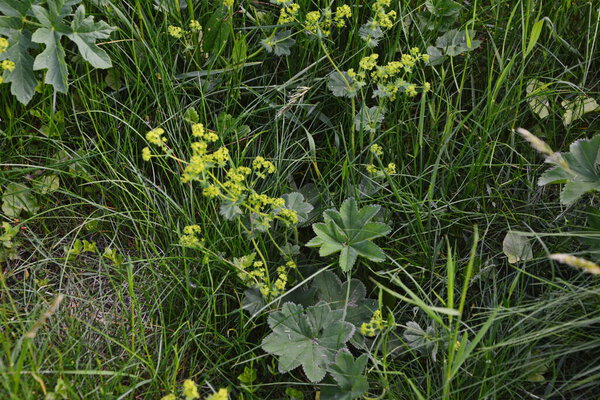 Alchemilla vulgaris, lady's mantle, herbaceous perennial plant. Small yellow-green flowers. Green background. Leaves with a wavy edge covered with droplets of dew.