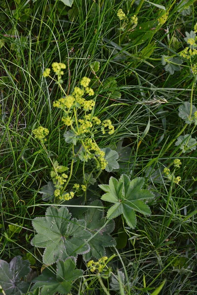 Alchemilla Vulgaris Lady Mantle Herbaceous Perennial Plant Small Yellow Green — Stock Photo, Image