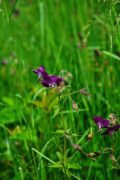 Geranium Sanguineum Gyönyörű Dísz Orvosi Virágzó Növény Csoport Világos Rózsaszín — Stock Fotó