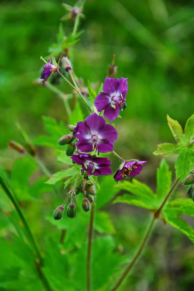 Geranium Sanguineum Hermosa Planta Ornamental Flores Medicinales Grupo Flores Blancas — Foto de Stock