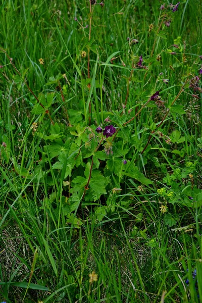 Geranium Sanguineum Schöne Zierpflanze Medizinisch Blühende Pflanze Gruppe Hellrosa Weißer — Stockfoto