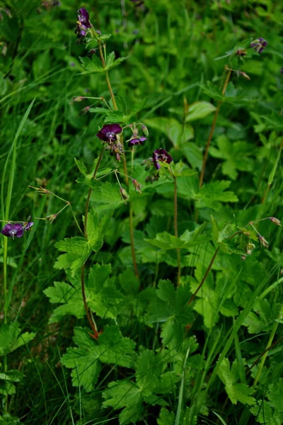 Gerânio Sanguineum Bela Planta Ornamental Flores Medicinais Grupo Flores Brancas — Fotografia de Stock