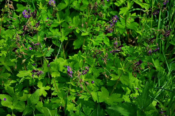 Geranium Sanguineum Gyönyörű Dísz Orvosi Virágzó Növény Csoport Világos Rózsaszín — Stock Fotó