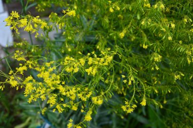 Mavi arka planda Woad çiçeği