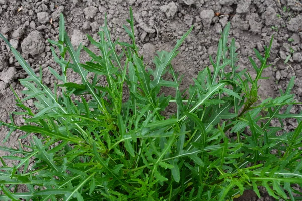 Organik Roka Salata Roket Marulu Eruca Sativa Organik Bir Bahçede — Stok fotoğraf