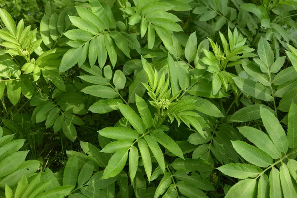 Černé Bobule Danewort Sambucus Ebulus Zblízka — Stock fotografie