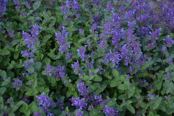 Nepeta racemosa, yarışçı kedi nanesi, Syn. N. mussiniii, Lamiaceae familyasından bir bitki türü. Nepeta transcaucasica