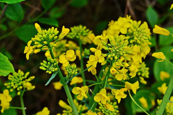 Kvetoucí Olejnatá Řepka Detail Kvetoucího Řepkového Řepkového Kanolu Nebo Řepky — Stock fotografie
